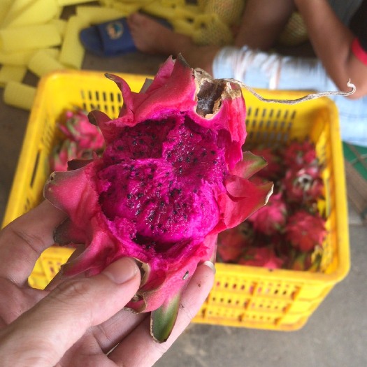 遂溪县 红皮红肉火龙果小果