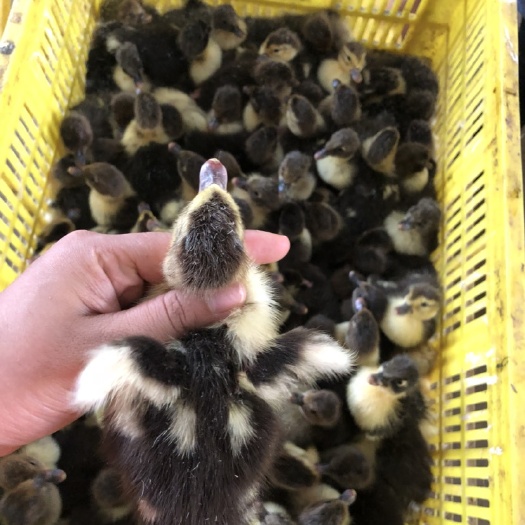南宁黑番鸭苗 孵化基地