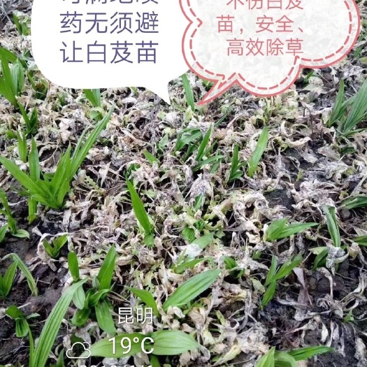 白及  白岌专用除草，大苗小苗都不用避让，不伤苗。