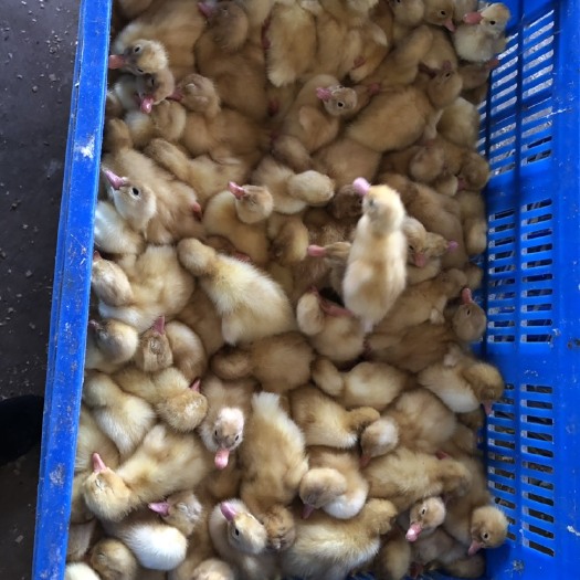 南宁桂柳鸭苗 桂柳白鸭产地直供质量保证包打出壳疫苗