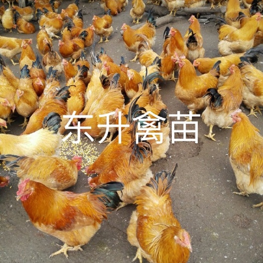 南宁三黄鸡苗 公