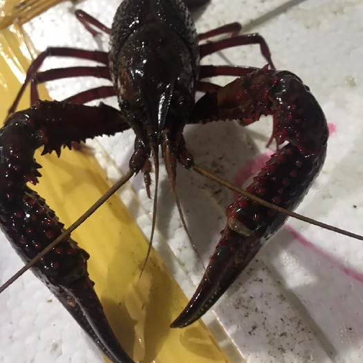 望江县安徽小龙虾 7-9钱 塘虾