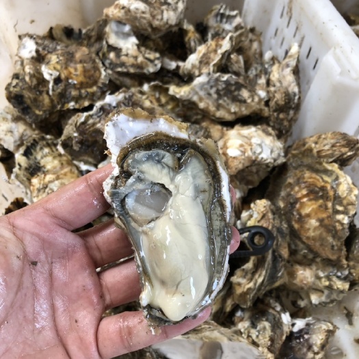 乳山市北海牡蛎 刺身生蚝 清蒸生蚝批发