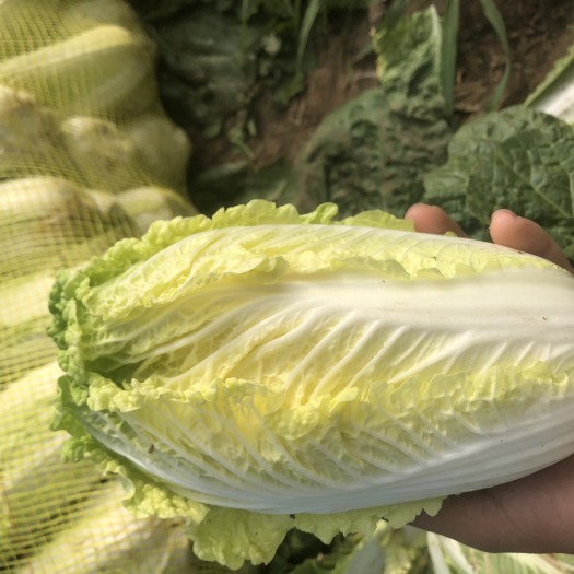 围场县 黄新娃娃菜