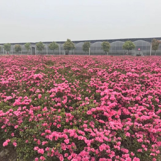 常州东鹃  东洋杜鹃花粉元宝状元红春鹃地栽工程苗耐寒耐热好养基地直销