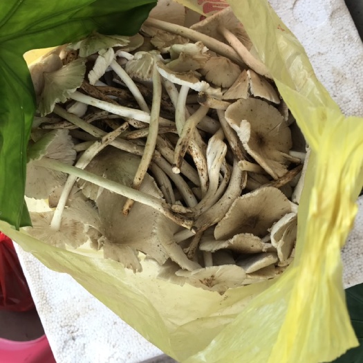 广州香菇菌种 野生香菇荔枝菌：鸡肉菌