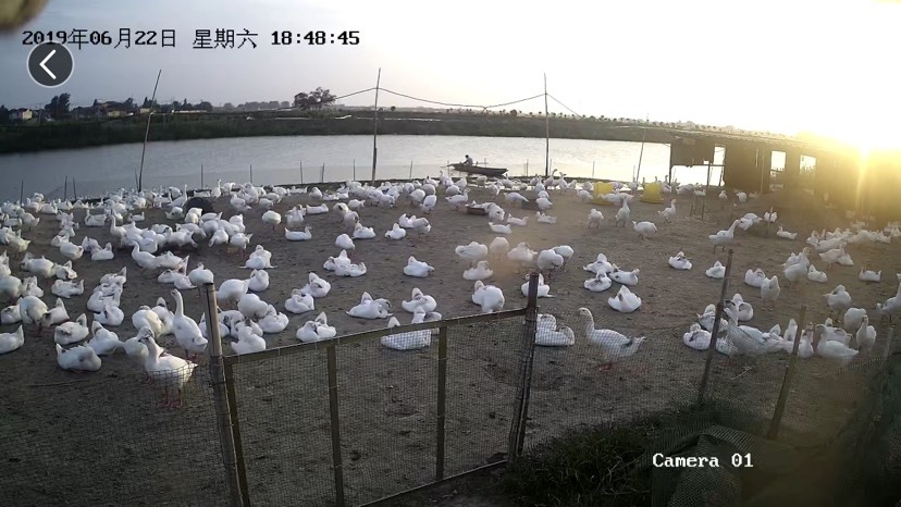 兴化市 供应肉鹅