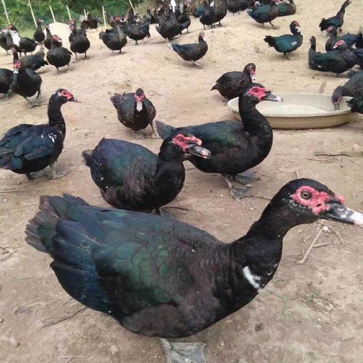 南宁 黑番鸭苗
