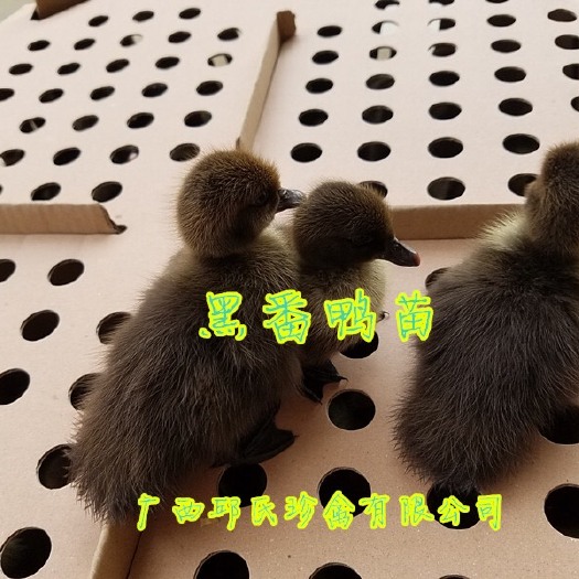 南宁 番鸭苗 鸭苗