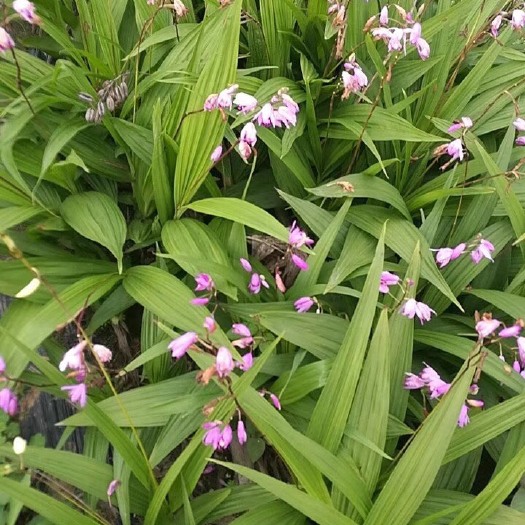 赤壁市紫花白芨苗 紫花三岔白芨超低价供应