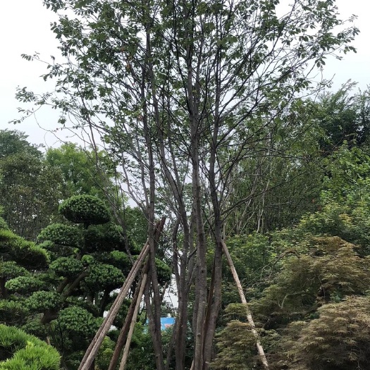 成都丛生朴树 大量批发各种规格丛生黄莲木、柚子、丛生扑树、丛生茶条、丛生元