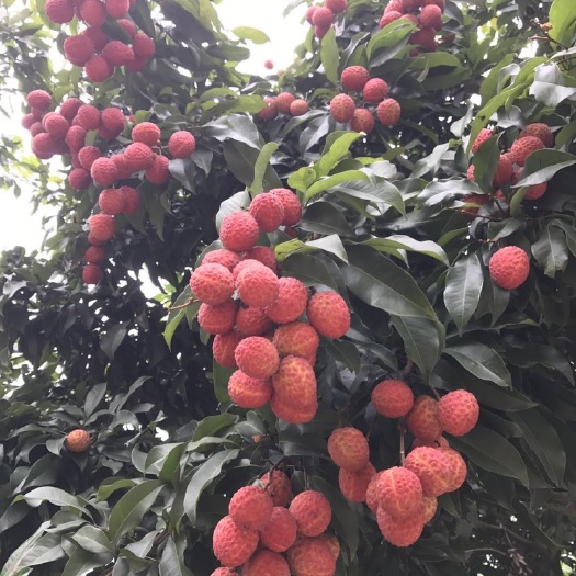 广州仙进奉荔枝苗 仙进奉