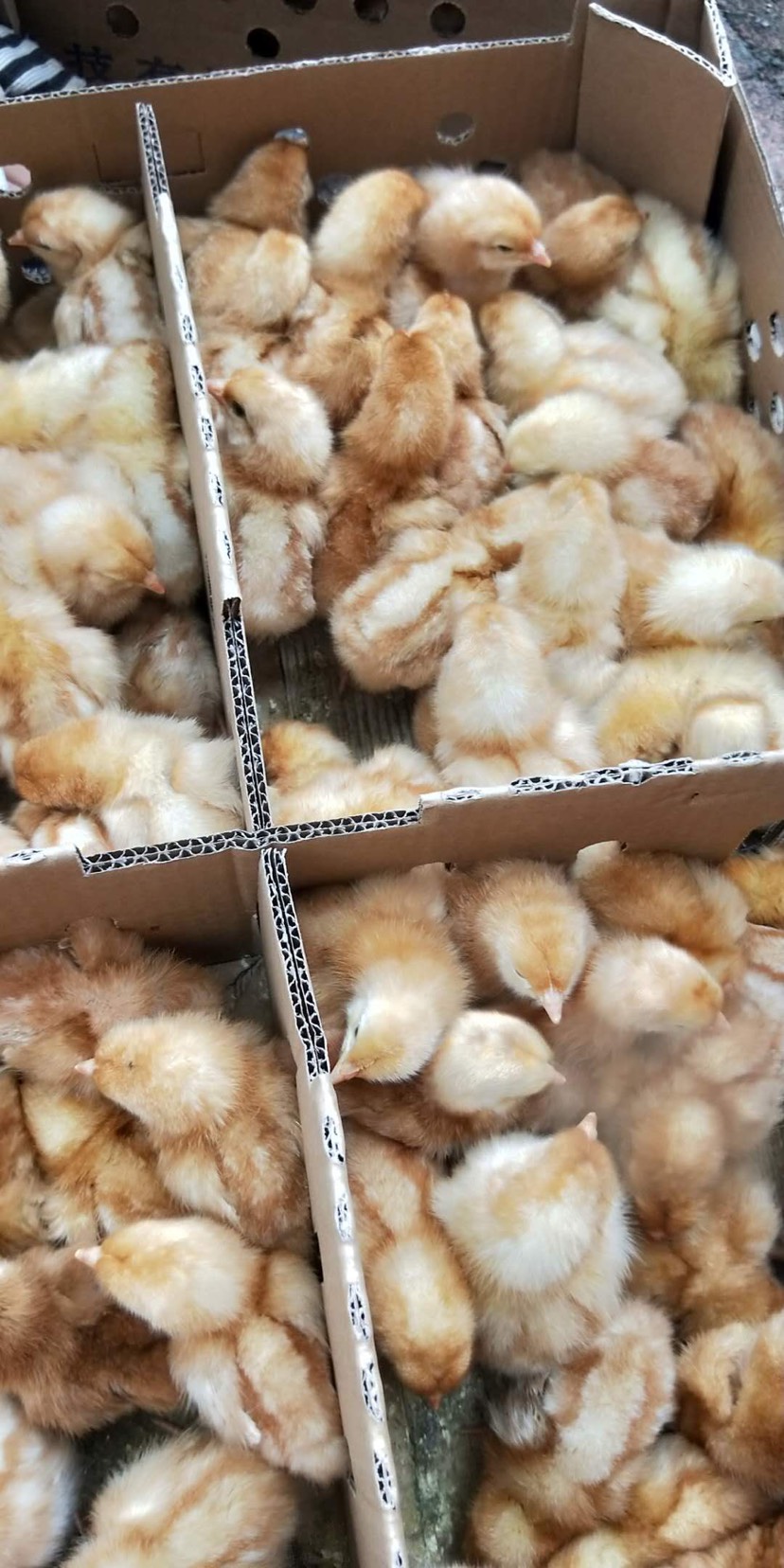海兰褐蛋鸡苗 高产量蛋鸡苗 运输包活