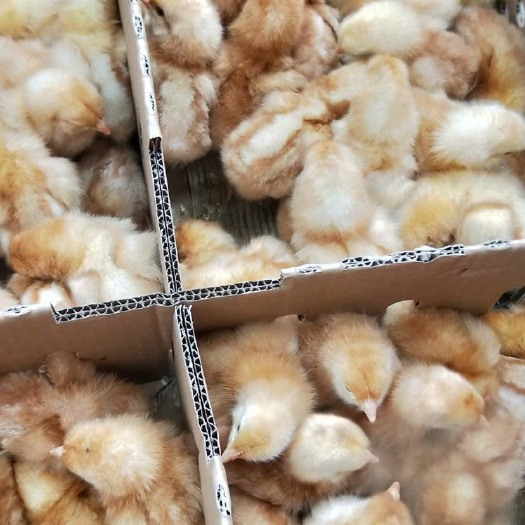 广州 海兰褐蛋鸡苗   高产量蛋鸡苗  运输包活