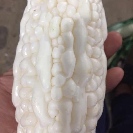  苦瓜 白玉苦瓜