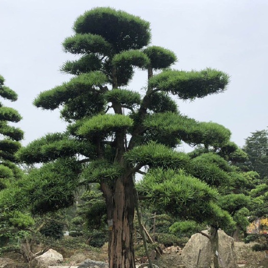 成都 大量出售，国产造型罗汉松，黑松