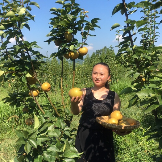 阆中市 没有吃过的梨