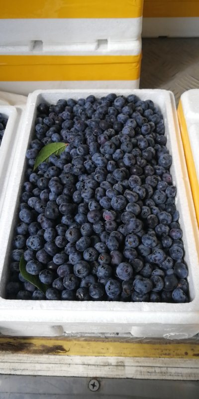 蓝丰蓝莓 鲜果 12 - 14mm以上