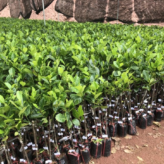 灵山县 菠萝蜜苗泰国早蜜八号红肉泰国菠萝蜜苗