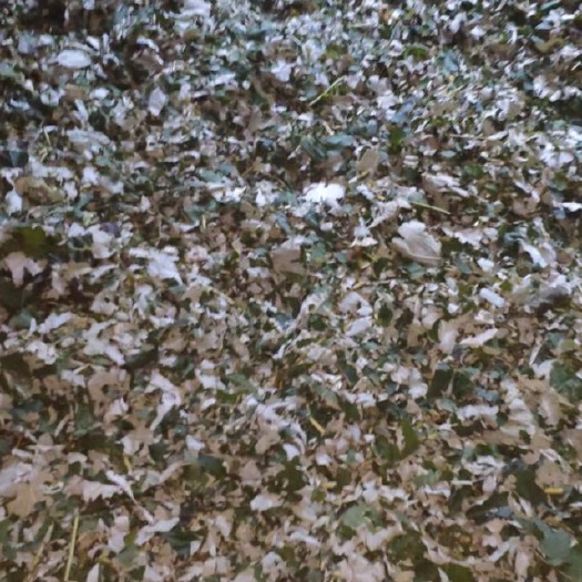 茶陵县 博落回杆
