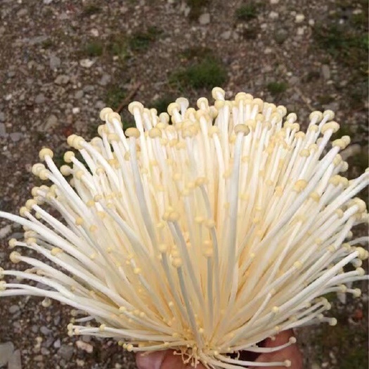 成都黄金针菇 未开伞 鲜金针菇