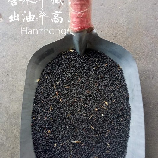城固县汉中原产地，无杂、含水率低、高出油率油菜籽。