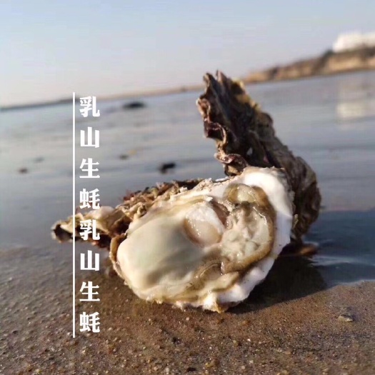 乳山市山东乳山牡蛎 三倍体大量有货，一手货源，带量询价，欢迎小批量品尝，大批量合