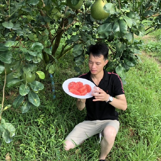 平和县泰国青柚苗  泰国红宝石暹罗红，