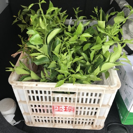 简阳市091无核沃柑苗 直供批发