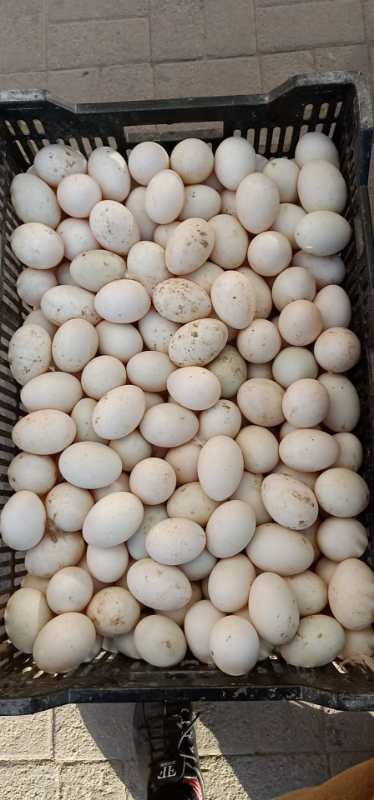 朝阳土鸡蛋 箱装 食用