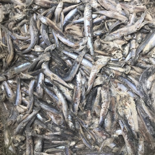 荣成市水产养殖饲料