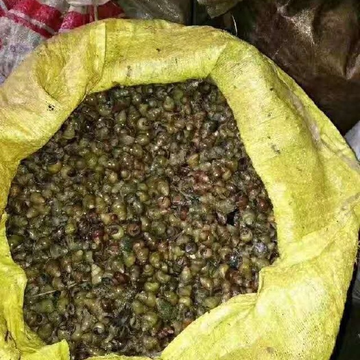 五河县螺蛳 1.4以上的食用螺狮！