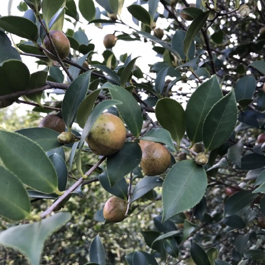 临澧县 纯野生小籽山茶油