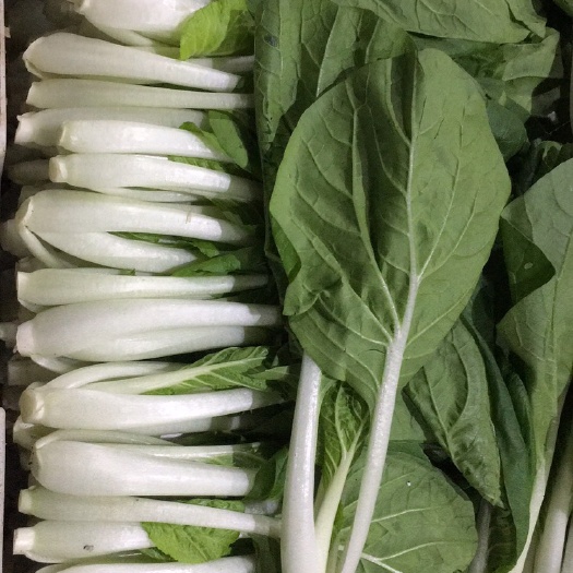 广州 小白菜
