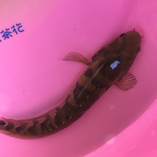 罗源县七星鱼苗