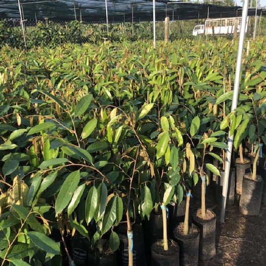 灵山县 榴莲苗金枕头苗猫山王泰国榴莲苗带土带叶子二年结果