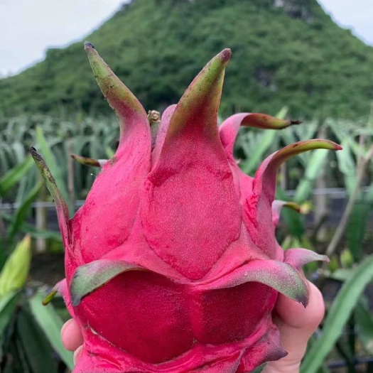 龙州县 火龙果金都一号，玫瑰香