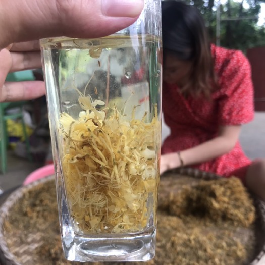 贞丰县金花茶