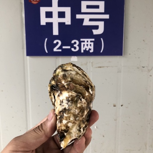乳山市 干净牡蛎供应 净化生蚝海蛎子