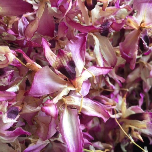 赤水市金钗石斛