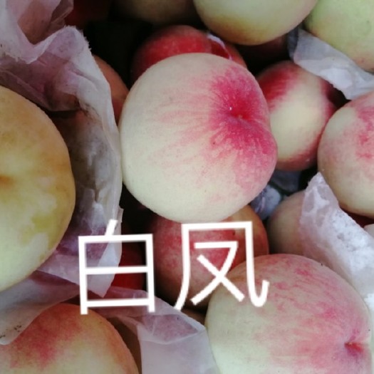 成都 龙泉驿区水蜜桃，精品白凤桃