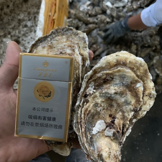 连云港山东乳山牡蛎 不肥不要钱不肥请退货