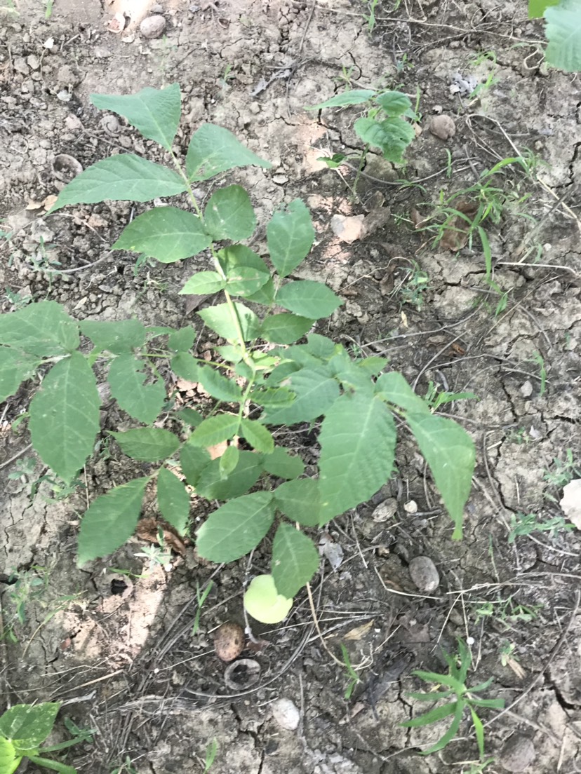 薄皮核桃苗 好品种，不愁卖，有需要的老板可以联系我，