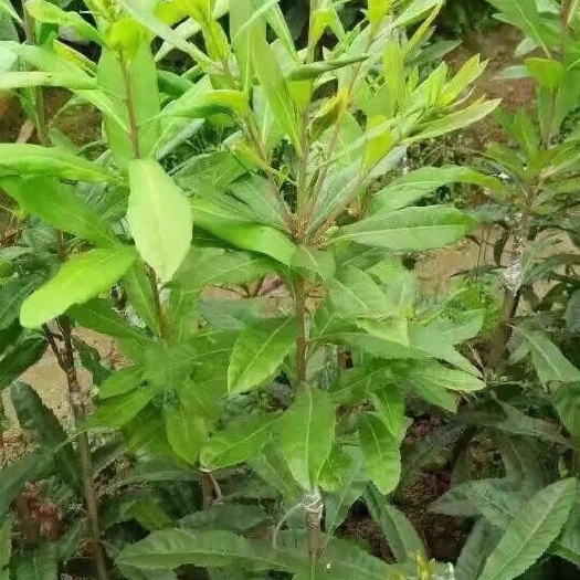 灵山县白杨梅树苗 水晶杨梅