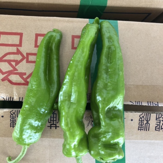 金乡县鲜泡椒  精品泡椒