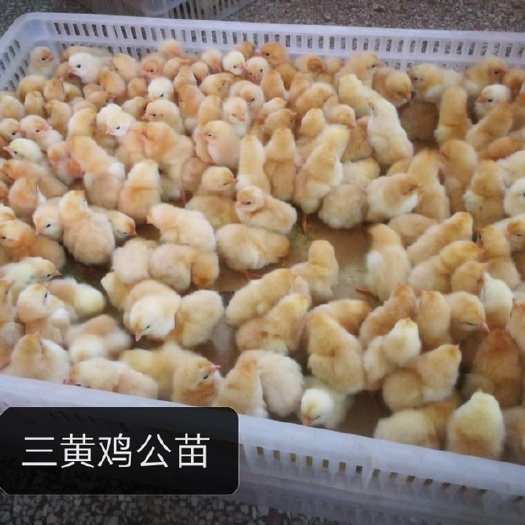容县三黄鸡苗 统货