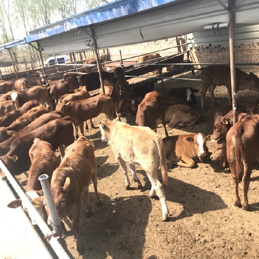 定襄县 杂交小肉牛苗