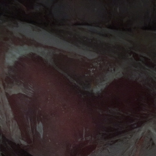 汶上县 饲料猪肝