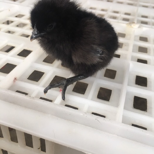 昆明五黑鸡苗 统货