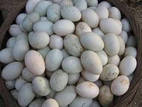 于都县土鸭蛋 食用 箱装